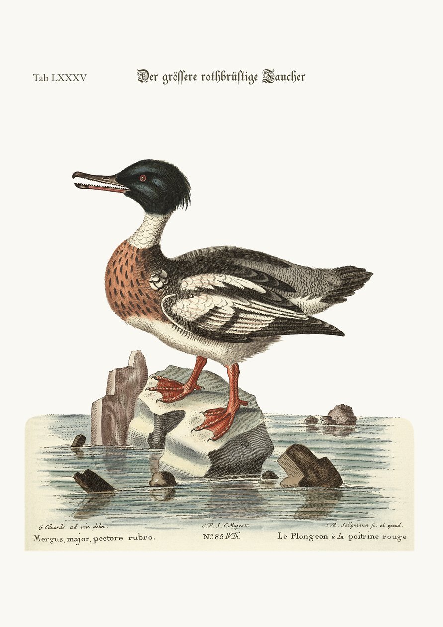 Der rotbrüstige Gänsesäger, 1749-73 von George Edwards