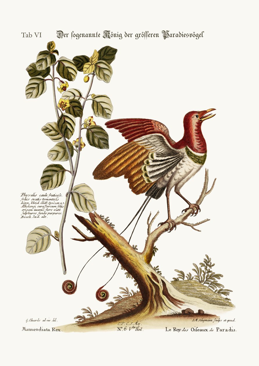 Der angebliche König der größeren Paradiesvögel, 1749-73 von George Edwards