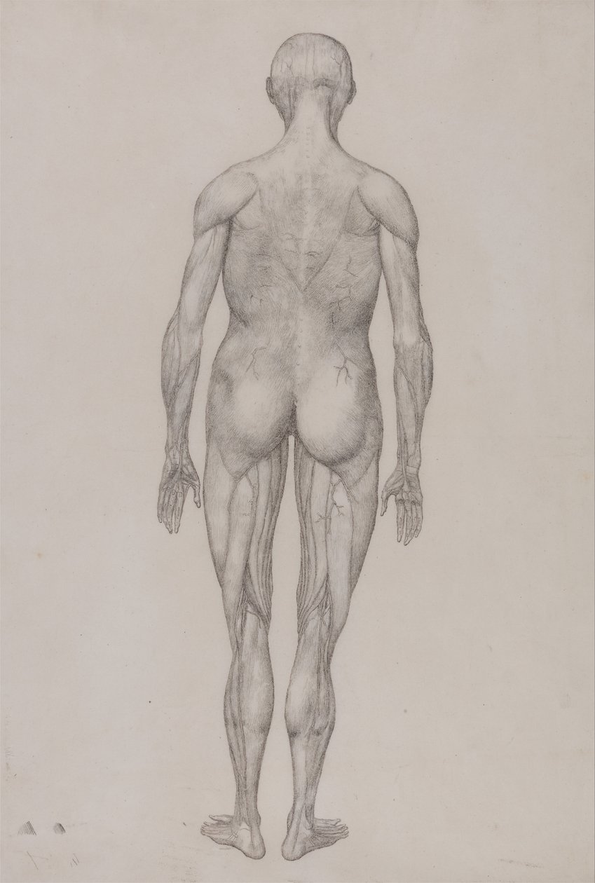 Vergleichende anatomische Darstellung der Struktur des menschlichen Körpers mit der eines Tigers und einer Kuh von George Stubbs