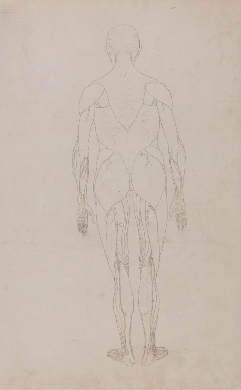 Vergleichende anatomische Darstellung der Struktur des menschlichen Körpers mit der eines Tigers und einer Kuh von George Stubbs