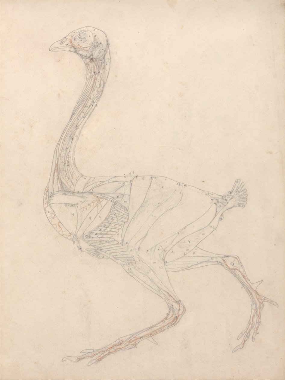 Vergleichende anatomische Darstellung der Struktur des menschlichen Körpers mit der eines Tigers und einer Kuh von George Stubbs