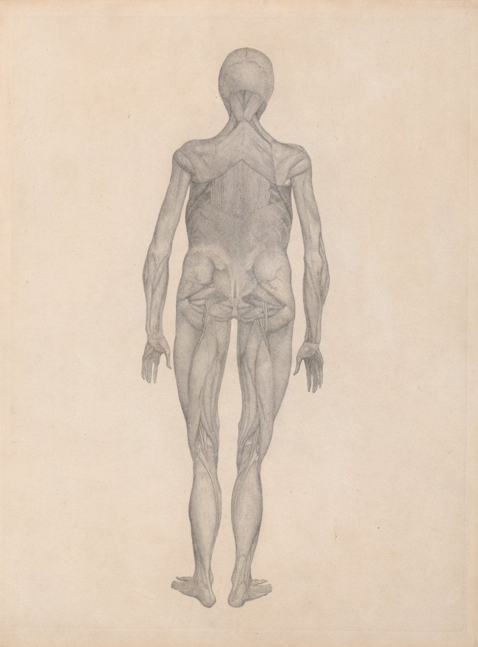 Vergleichende anatomische Darstellung der Struktur des menschlichen Körpers mit der eines Tigers und einer Kuh von George Stubbs