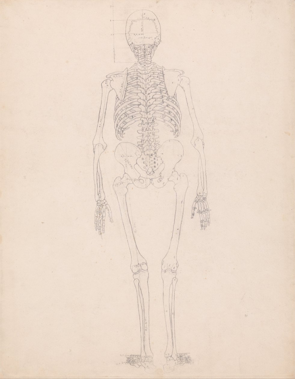 Vergleichende anatomische Darstellung der Struktur des menschlichen Körpers mit der eines Tigers und einer Kuh von George Stubbs