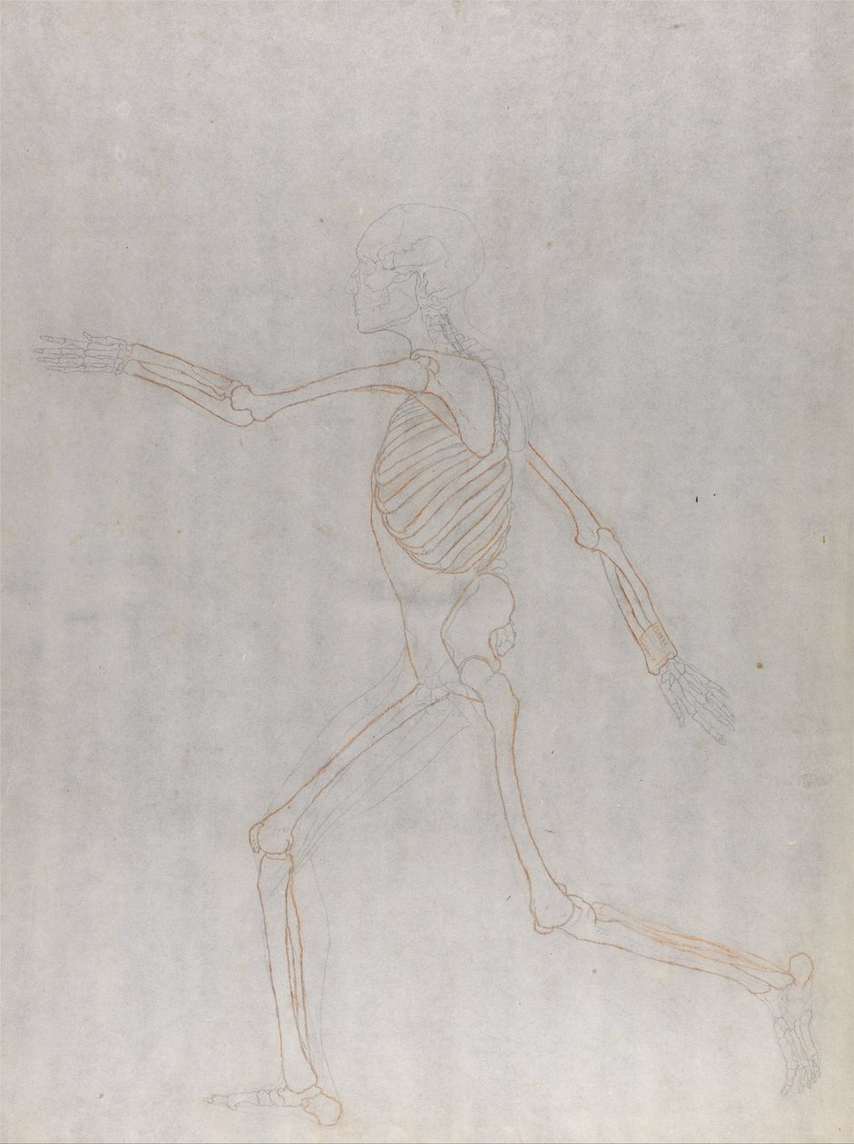 Eine vergleichende anatomische Darstellung der Struktur des menschlichen Körpers mit der eines Tigers und eines Co... von George Stubbs