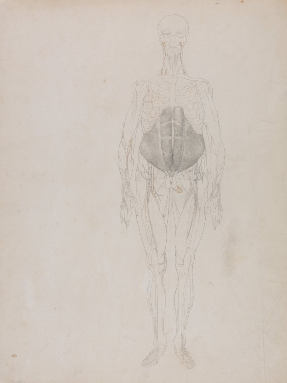 Vergleichende anatomische Darstellung der Struktur des menschlichen Körpers mit der eines Tigers und einer Kuh von George Stubbs