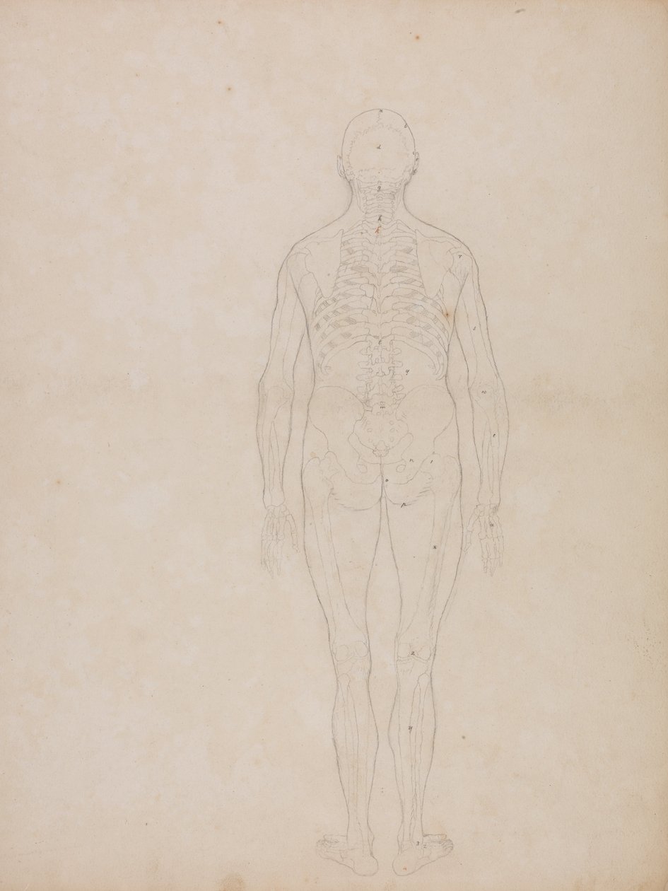 Vergleichende anatomische Darstellung der Struktur des menschlichen Körpers mit der eines Tigers und einer Kuh von George Stubbs