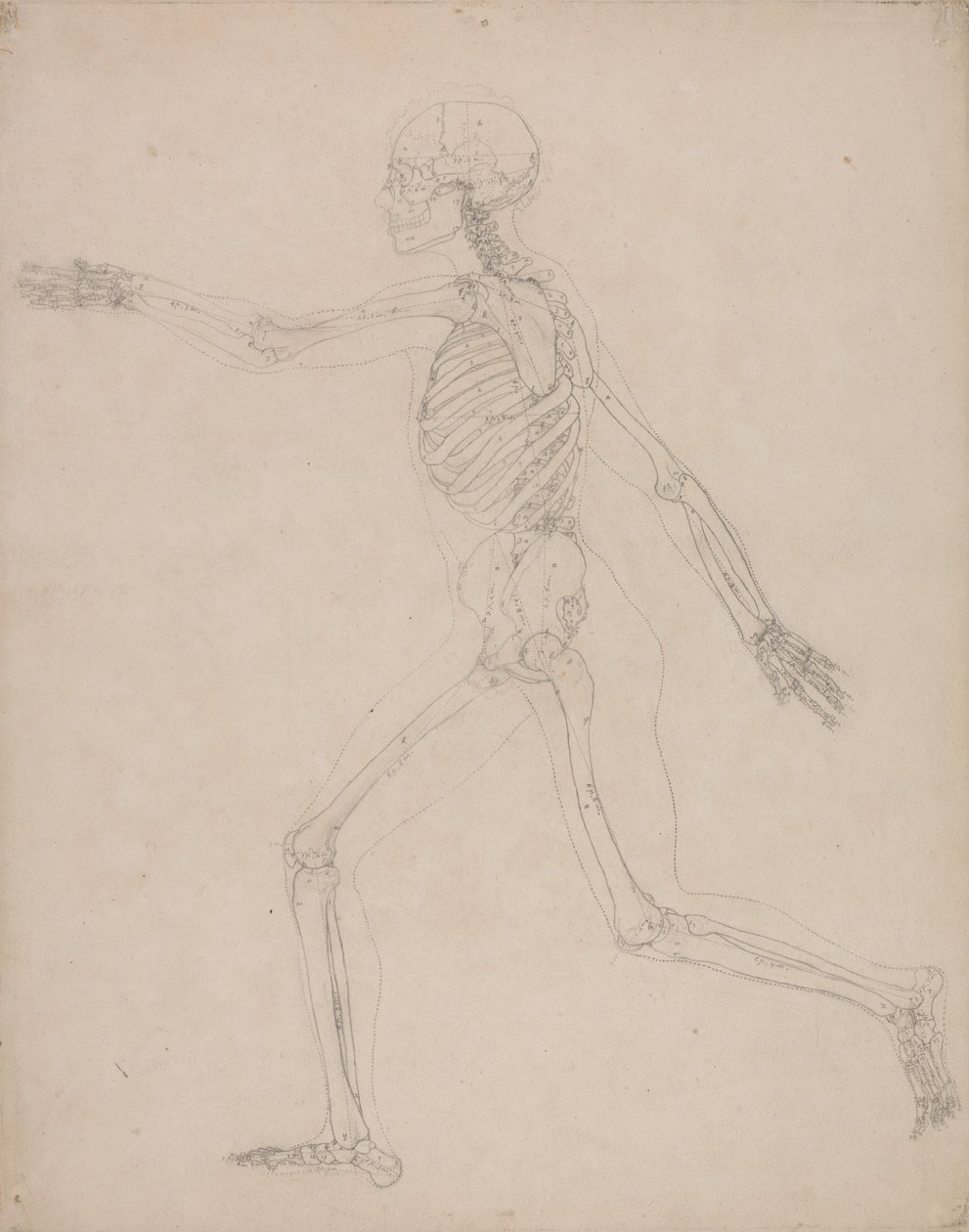 Vergleichende anatomische Darstellung der Struktur des menschlichen Körpers mit der eines Tigers und einer Kuh von George Stubbs