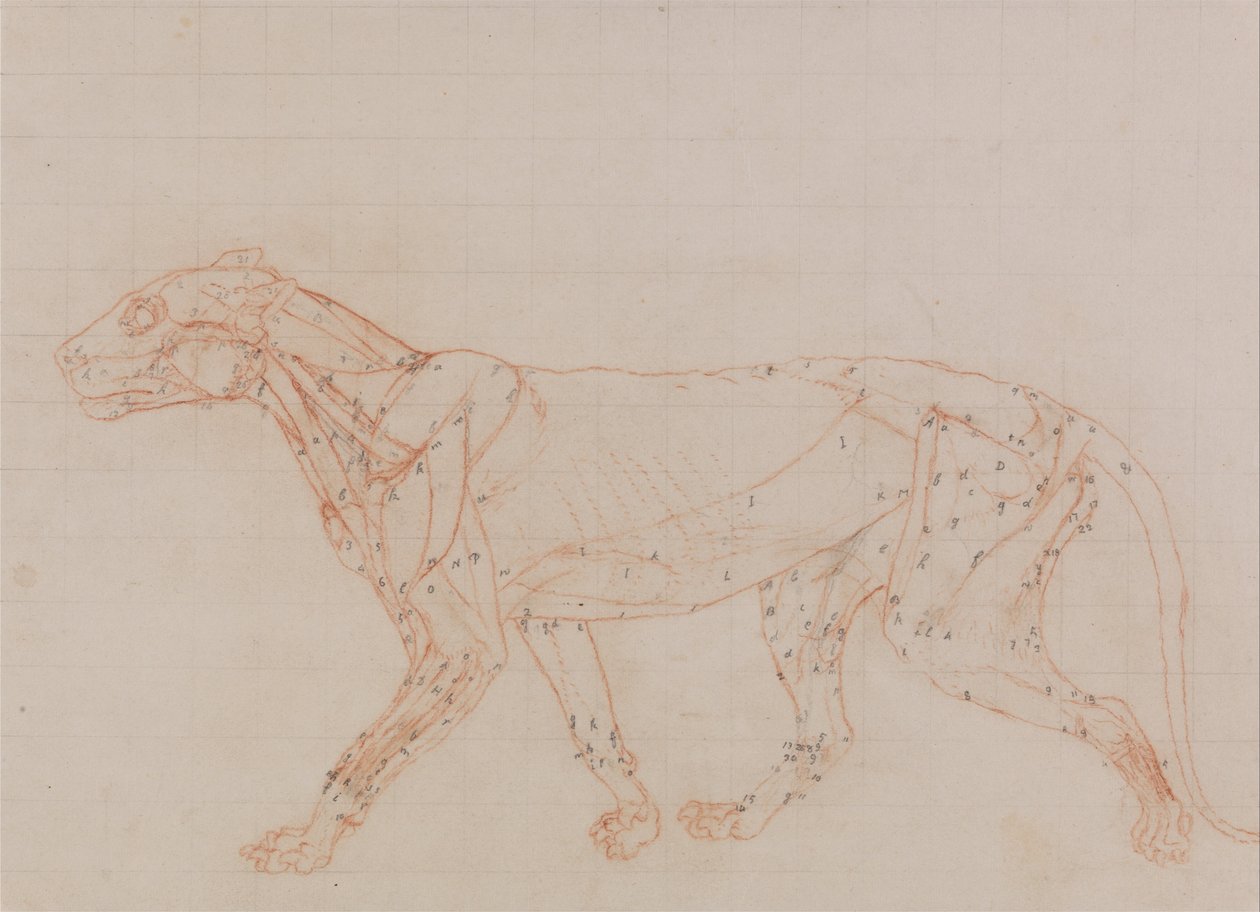 Vergleichende anatomische Darstellung der Struktur des menschlichen Körpers mit der eines Tigers und einer Kuh von George Stubbs