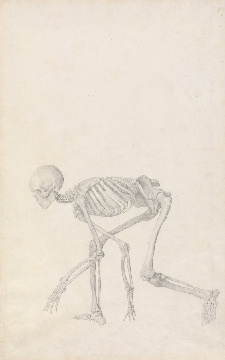 Vergleichende anatomische Darstellung der Struktur des menschlichen Körpers mit der eines Tigers und einer Kuh von George Stubbs
