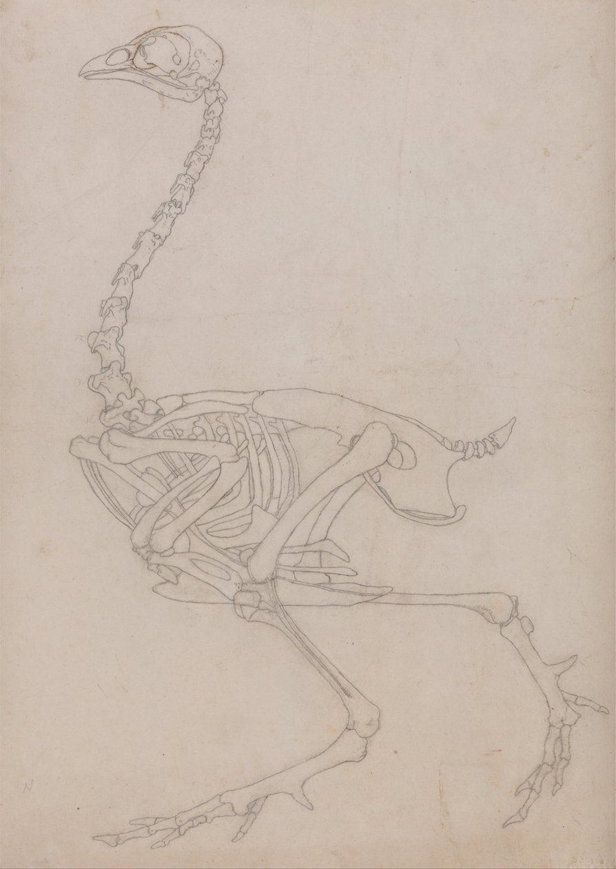 Eine vergleichende anatomische Darstellung der Struktur des menschlichen Körpers mit der eines Tigers und eines Co... von George Stubbs