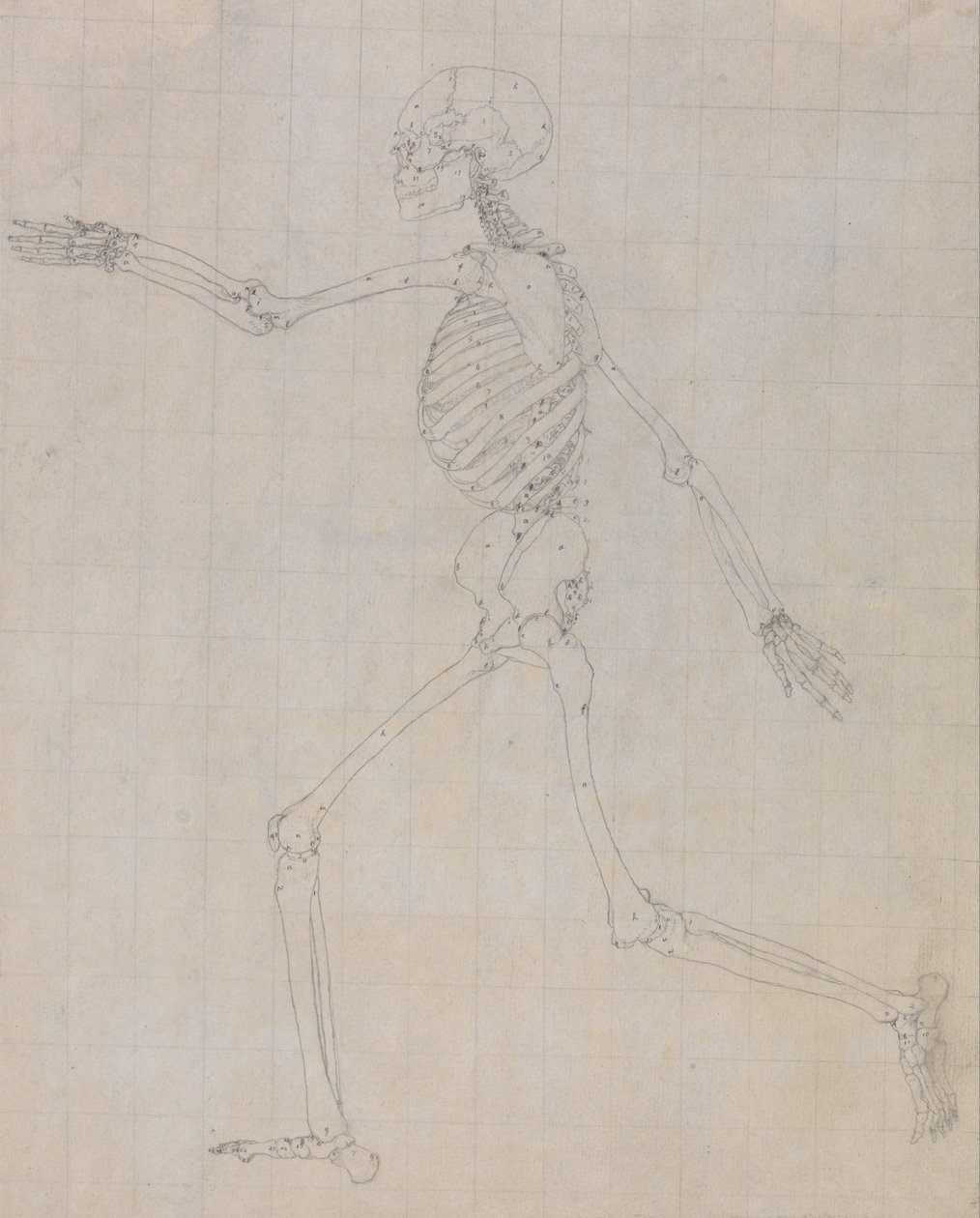 Vergleichende anatomische Darstellung der Struktur des menschlichen Körpers mit der eines Tigers und einer Kuh von George Stubbs