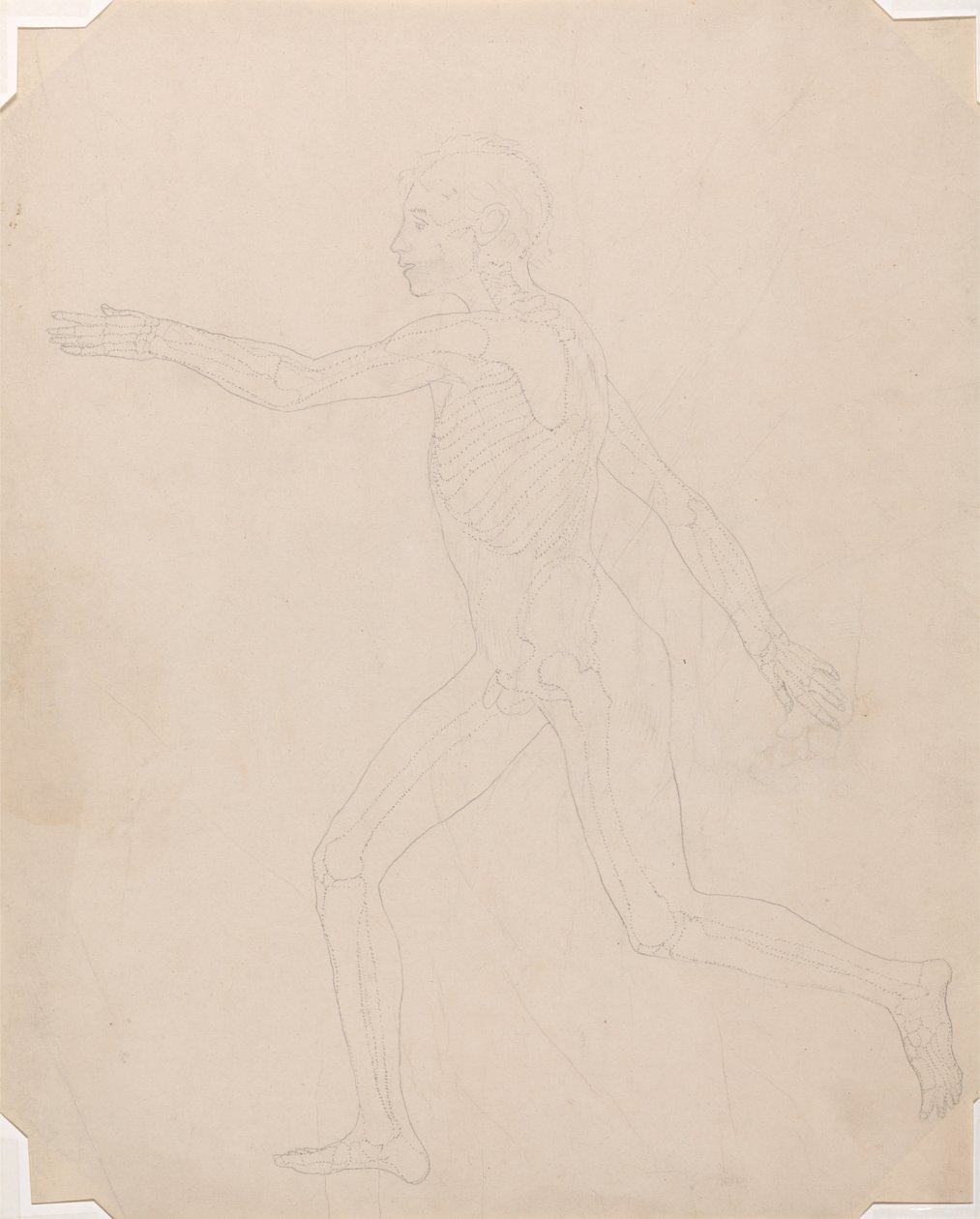 Vergleichende anatomische Darstellung der Struktur des menschlichen Körpers mit der eines Tigers und einer Kuh von George Stubbs