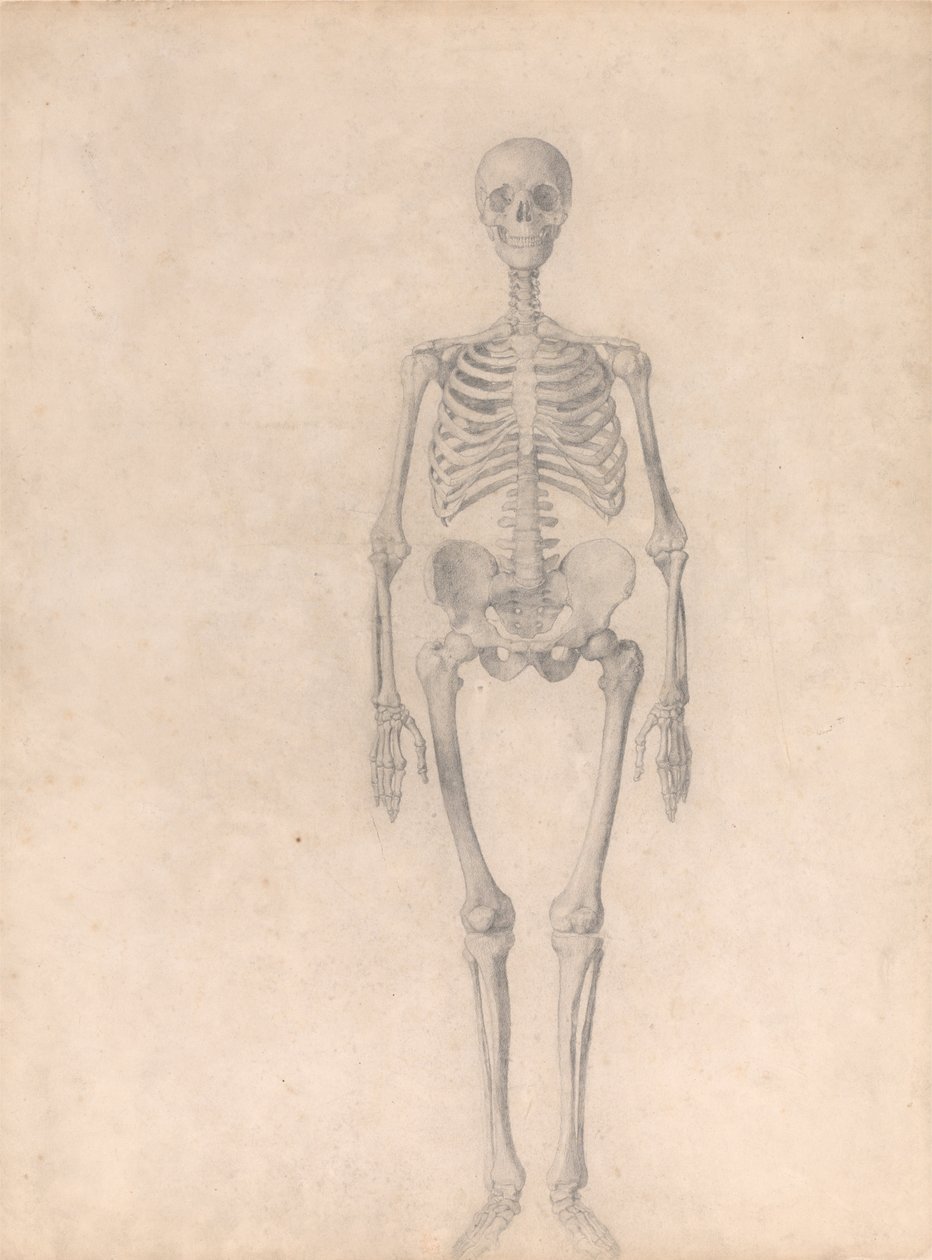 Vergleichende anatomische Darstellung der Struktur des menschlichen Körpers mit der eines Tigers und einer Kuh von George Stubbs