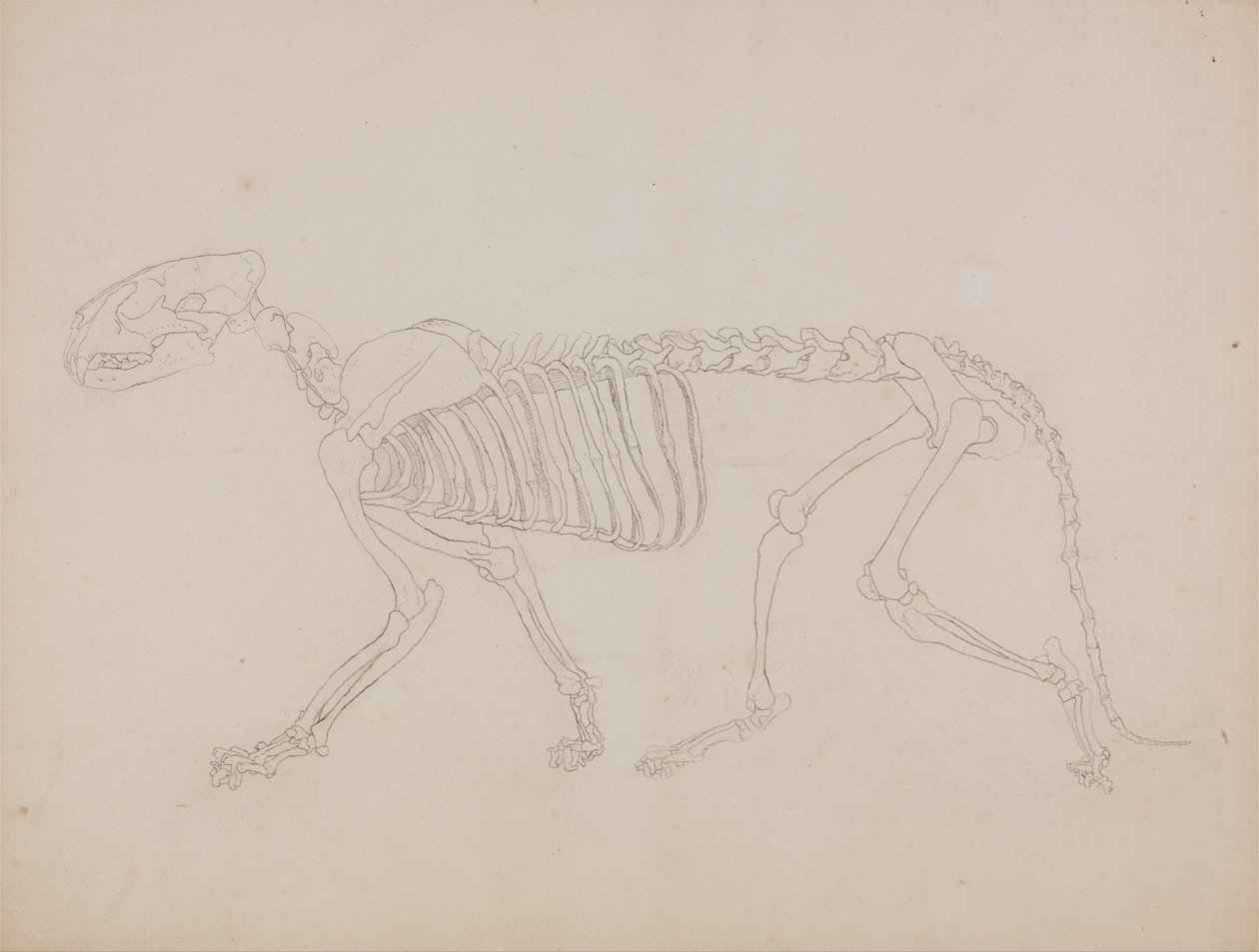 Vergleichende anatomische Darstellung der Struktur des menschlichen Körpers mit der eines Tigers und einer Kuh von George Stubbs