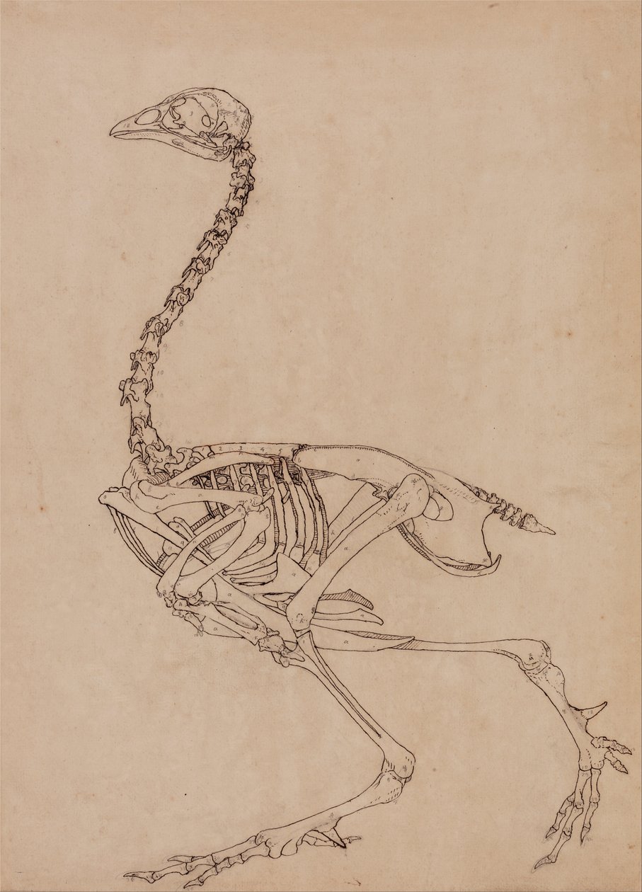 Vergleichende anatomische Darstellung der Struktur des menschlichen Körpers mit der eines Tigers und einer Kuh von George Stubbs