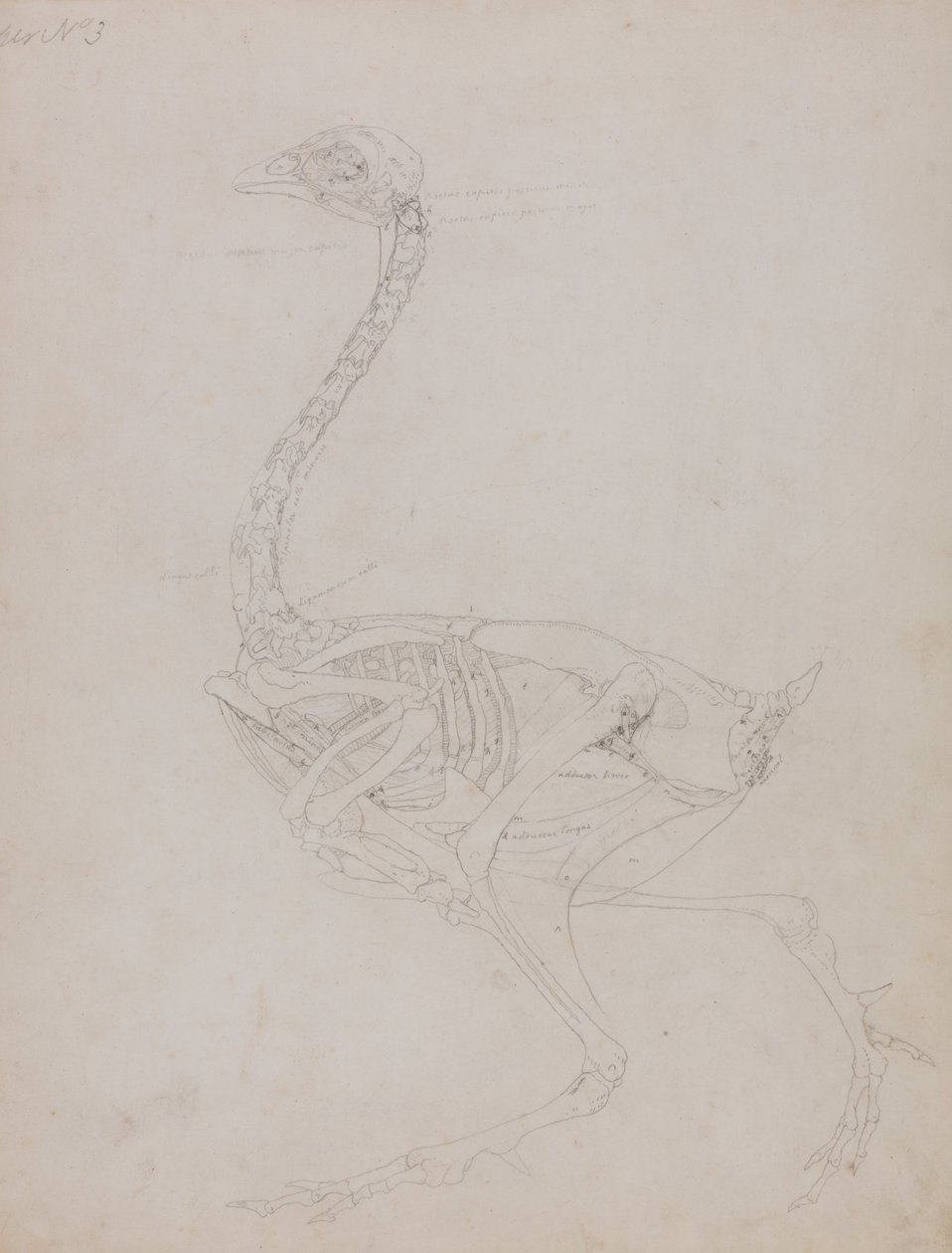 Vergleichende anatomische Darstellung der Struktur des menschlichen Körpers mit der eines Tigers und einer Kuh von George Stubbs