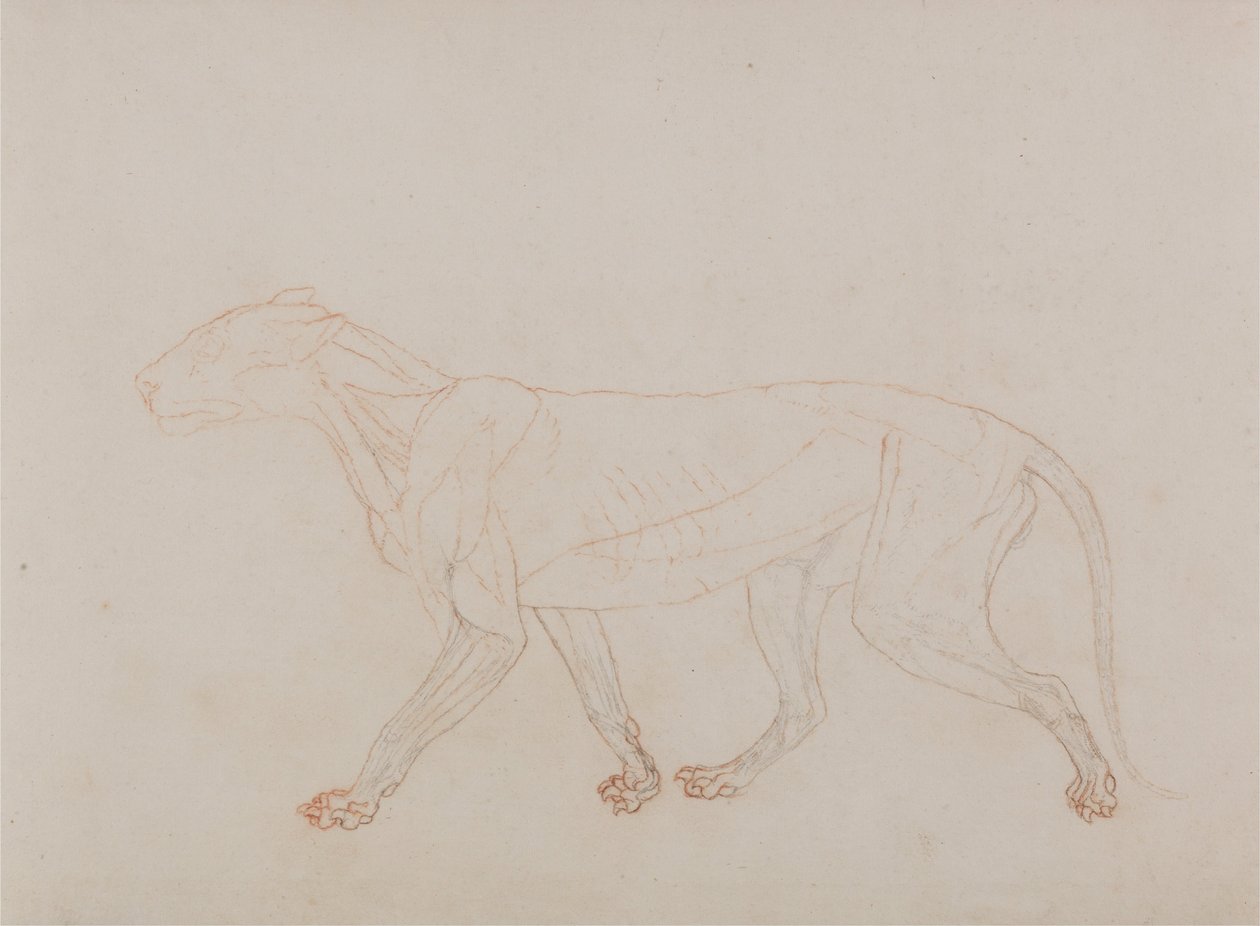 Vergleichende anatomische Darstellung der Struktur des menschlichen Körpers mit der eines Tigers und einer Kuh von George Stubbs
