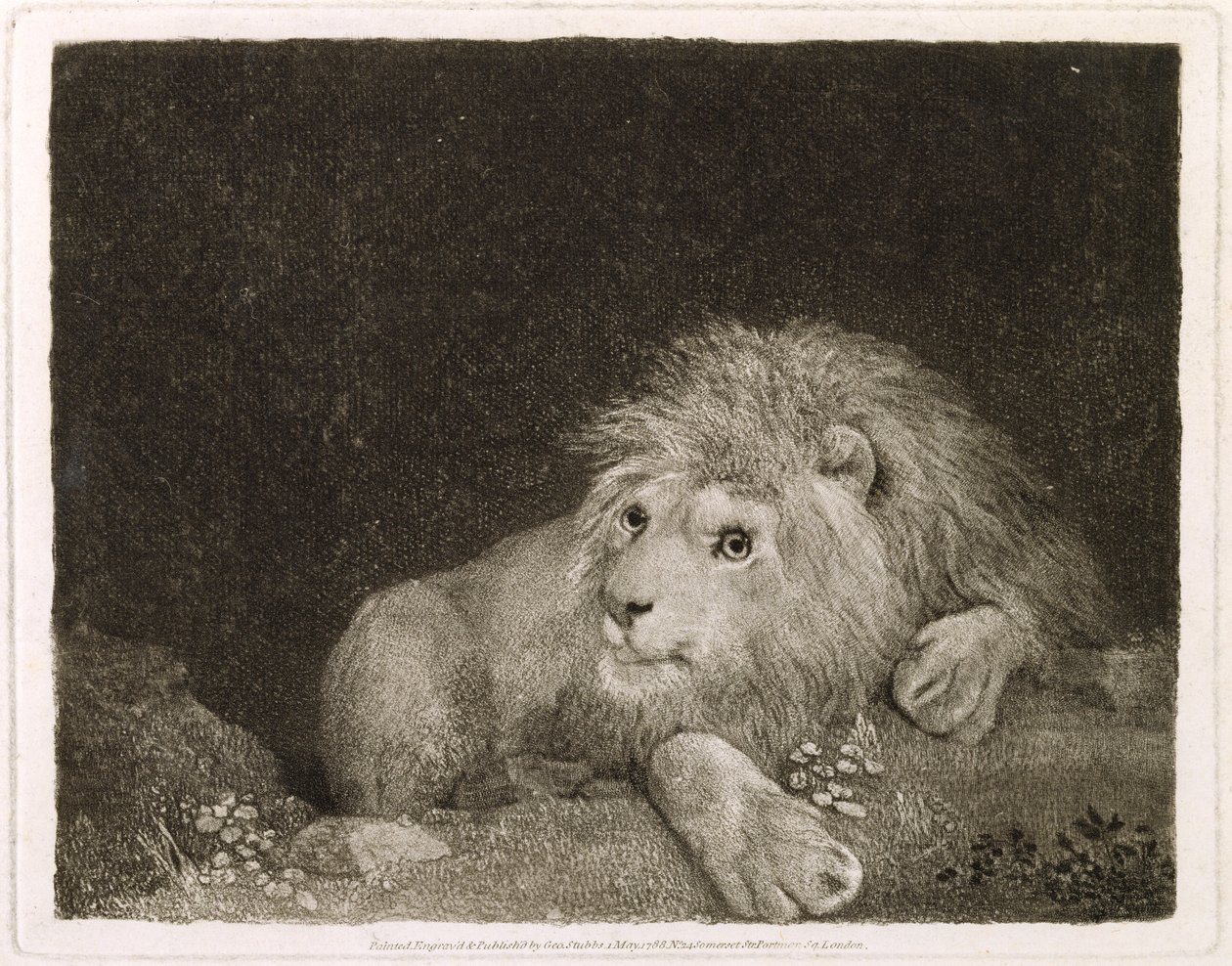 Ein Löwe (Ein liegender Löwe), graviert vom Künstler, veröffentlicht 1788 von George Stubbs