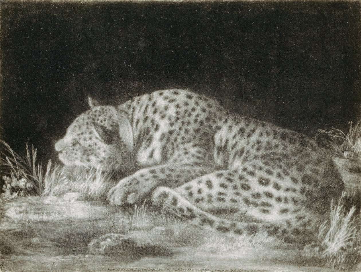 Ein Tiger (Ein schlafender Gepard) von George Stubbs