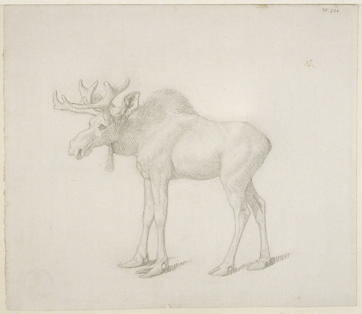 Zeichnung des zweiten Bull Moose des Herzogs von Richmond von George Stubbs