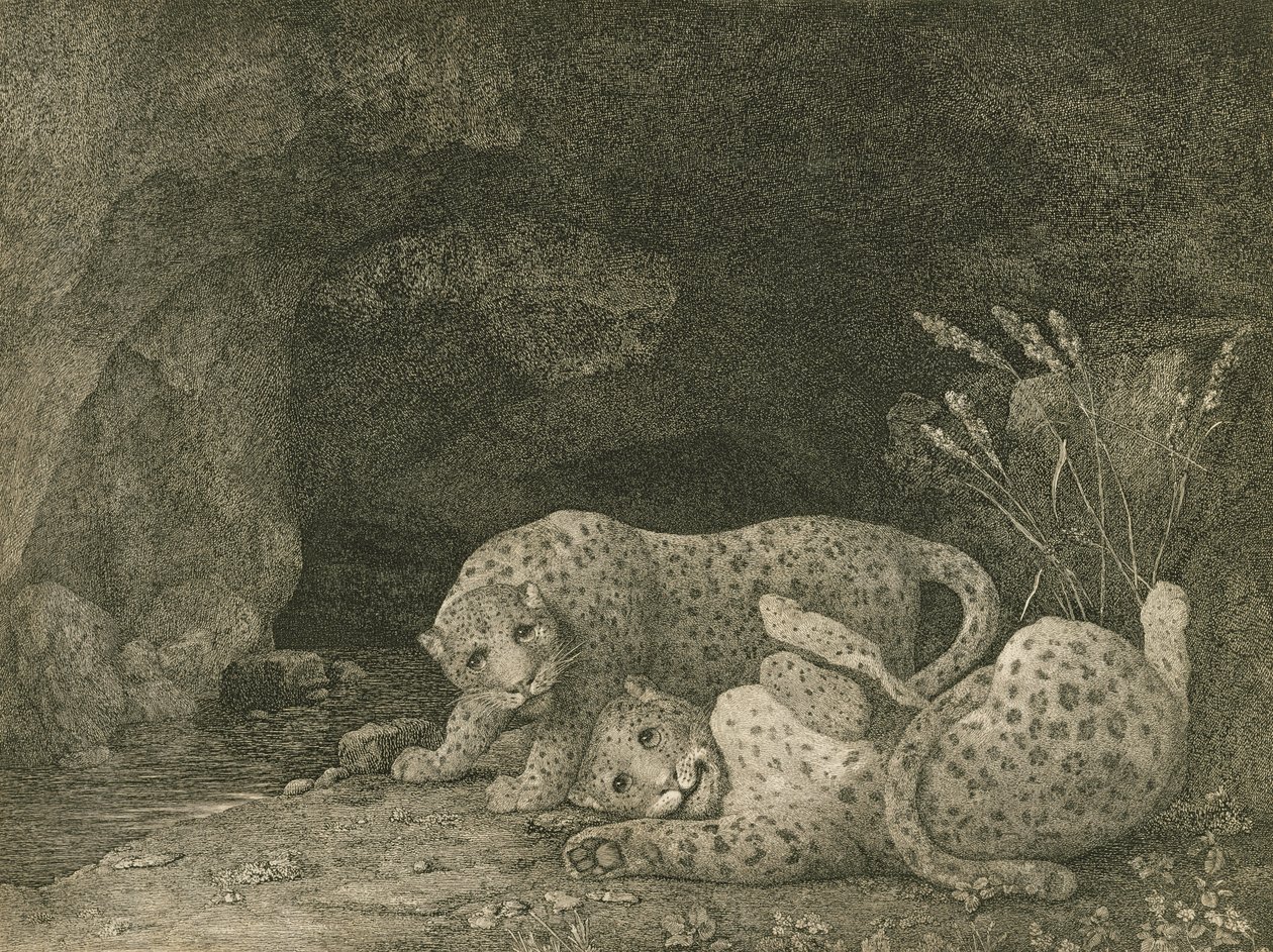 Tiger beim Spielen, vom Künstler graviert, veröffentlicht 1789 von George Stubbs