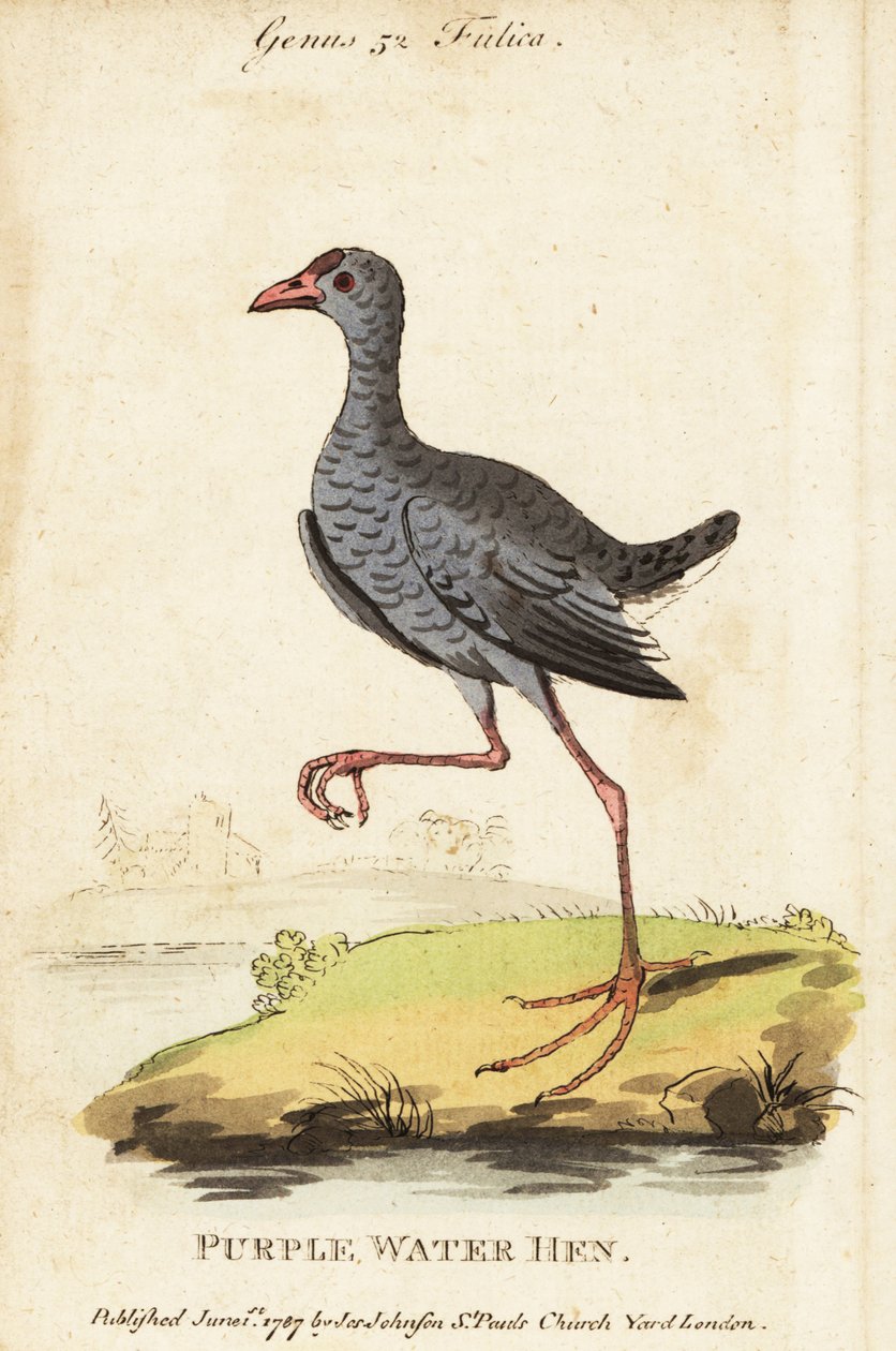 Graukopf-Sultanshuhn, Porphyrio poliocephalus von George (after) Edwards