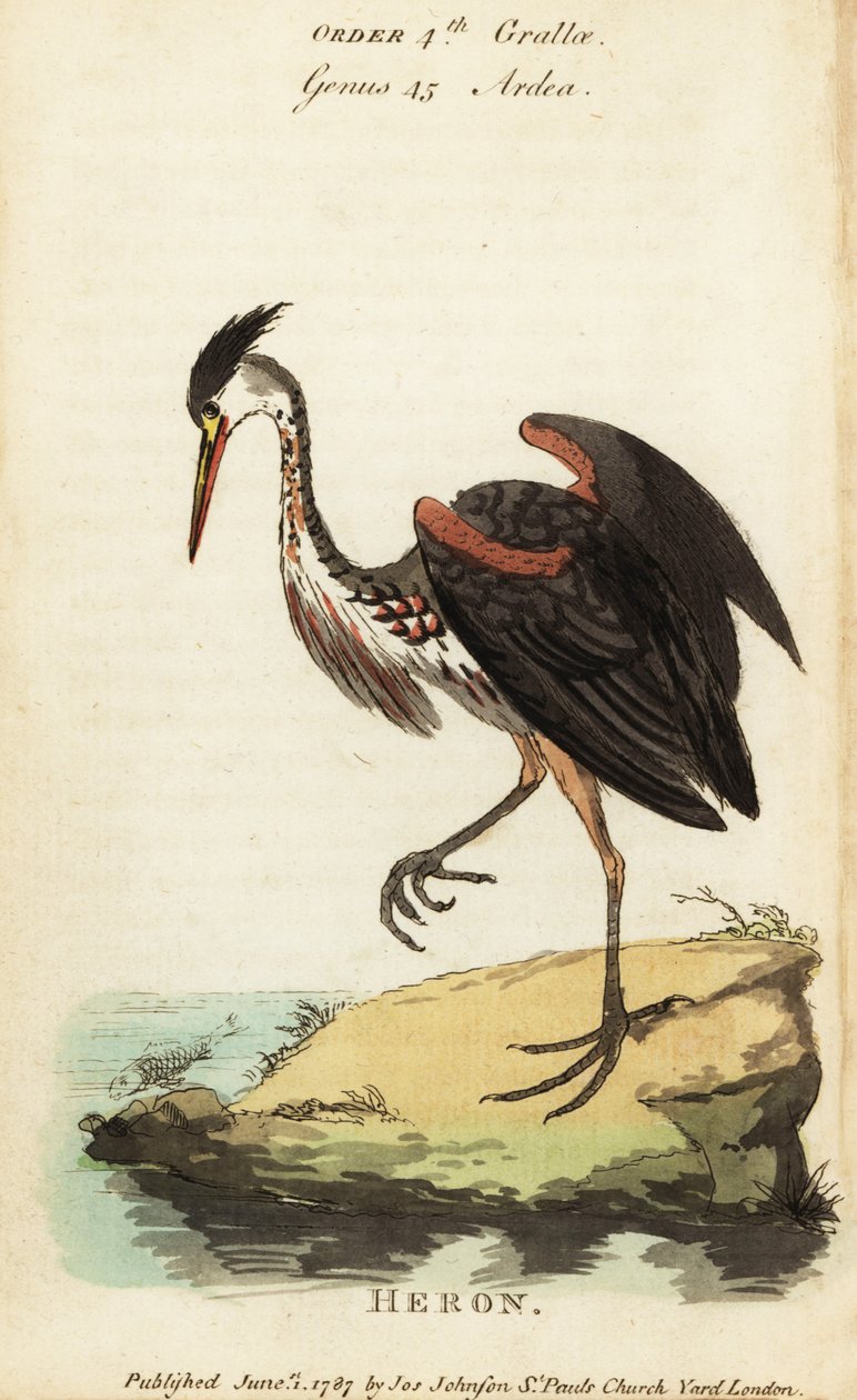 Nordamerikanischer aschfarbener Reiher, Ardea fusca von George (after) Edwards