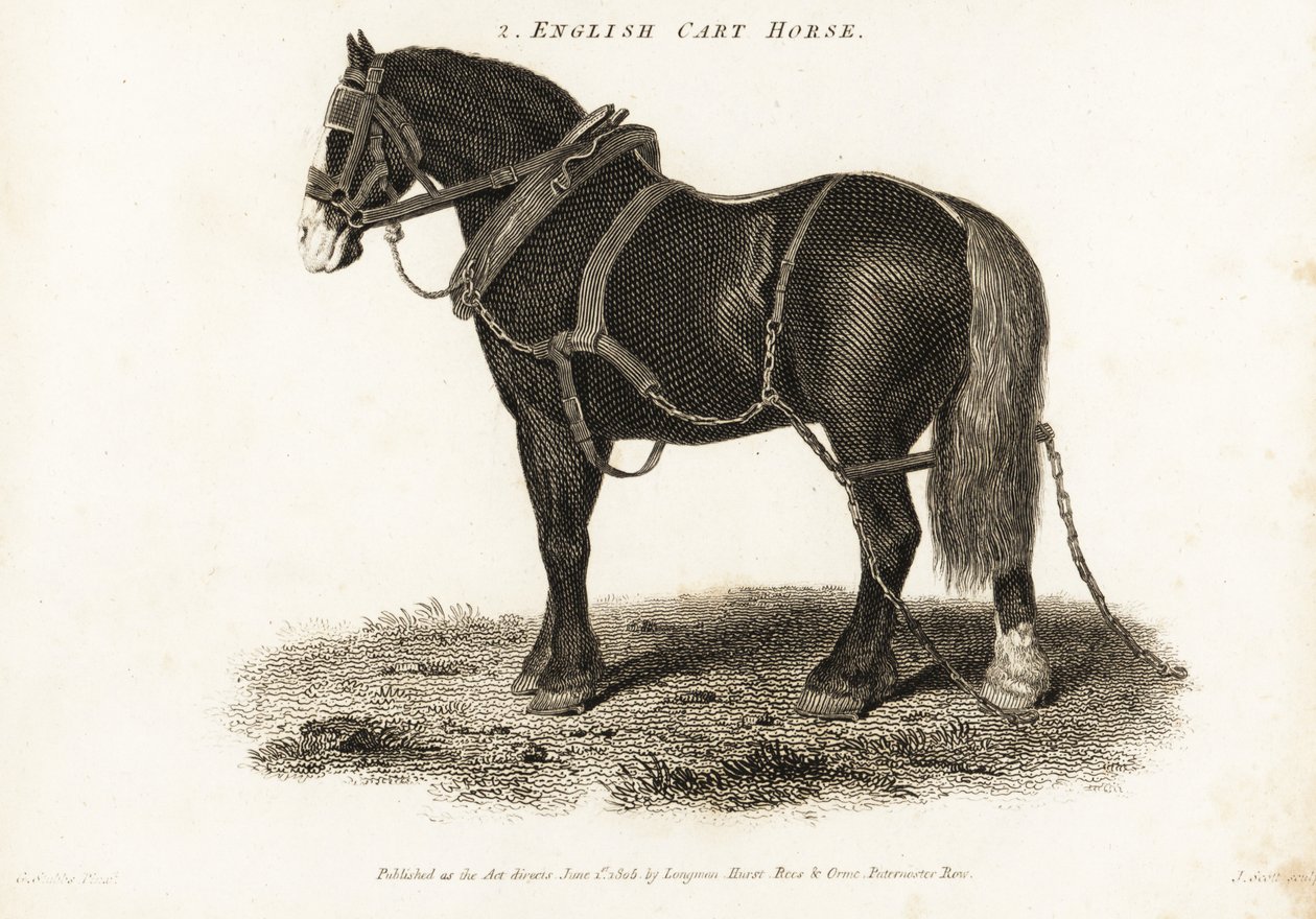 Englisches Kaltblut oder Shire-Zugpferd von George (after) Stubbs