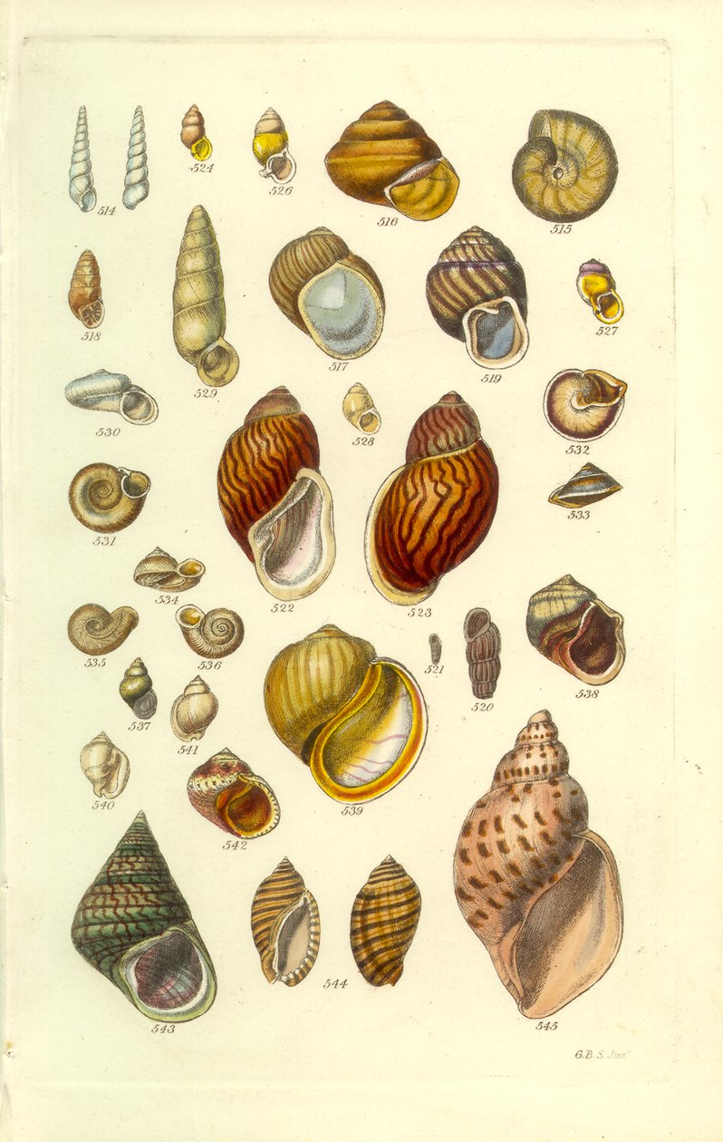 Conchological Manual Tafel 25. Bunte Landschnecken von George B. Sowerby