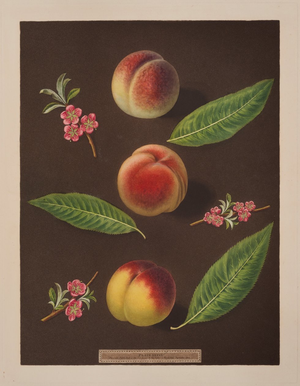 Kanzler, Catherine und die Old Newington Pfirsiche von George Brookshaw