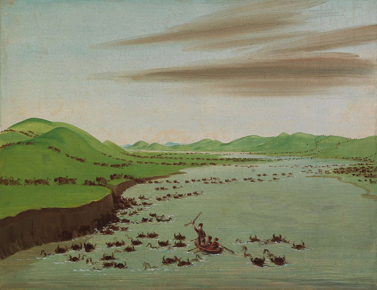 Büffelherden überqueren den oberen Missouri von George Catlin