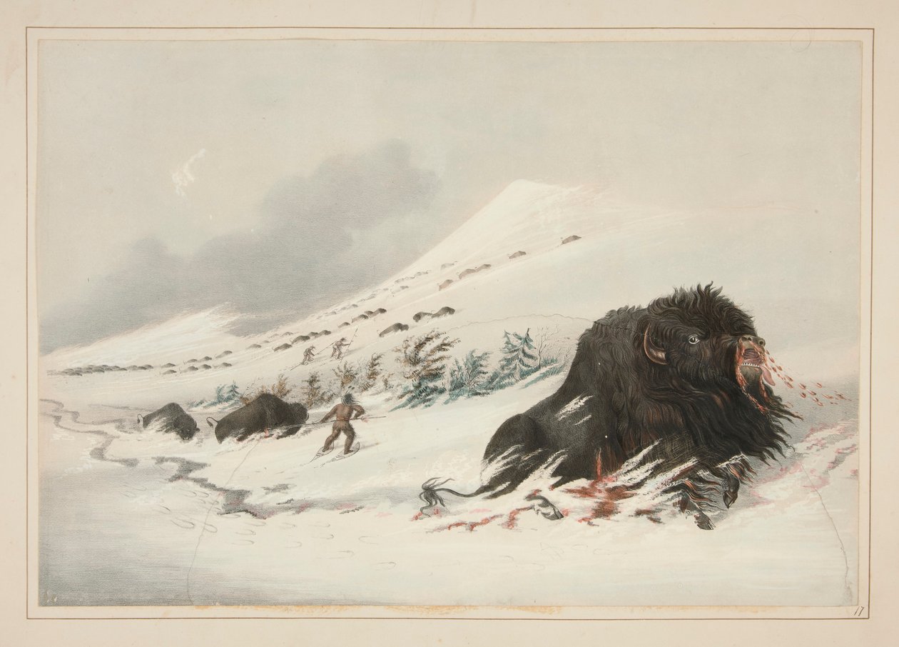 Sterbender Büffelbulle im Schneeverwehung, pl. 17 aus dem Nordamerikanischen Indianer-Portfolio von George Catlin
