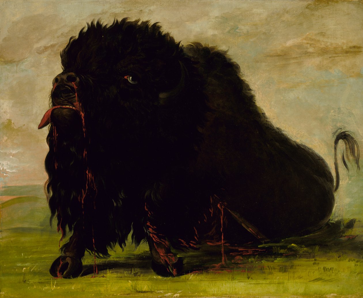 Sterbender Büffel, mit einem Pfeil erschossen, 1832-1833 von George Catlin