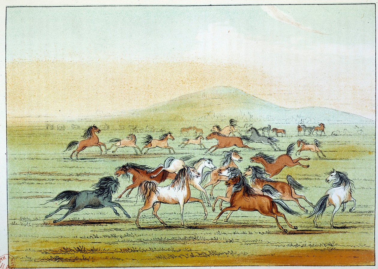 Wilde Pferde, die von Indianern gejagt werden. Illustration von George Catlin von George Catlin