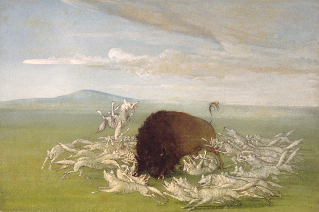 Weiße Wölfe greifen einen Büffelbullen an, 1832-1833 von George Catlin