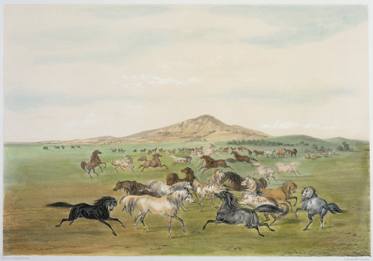 Wilde Pferde beim Spielen von George Catlin