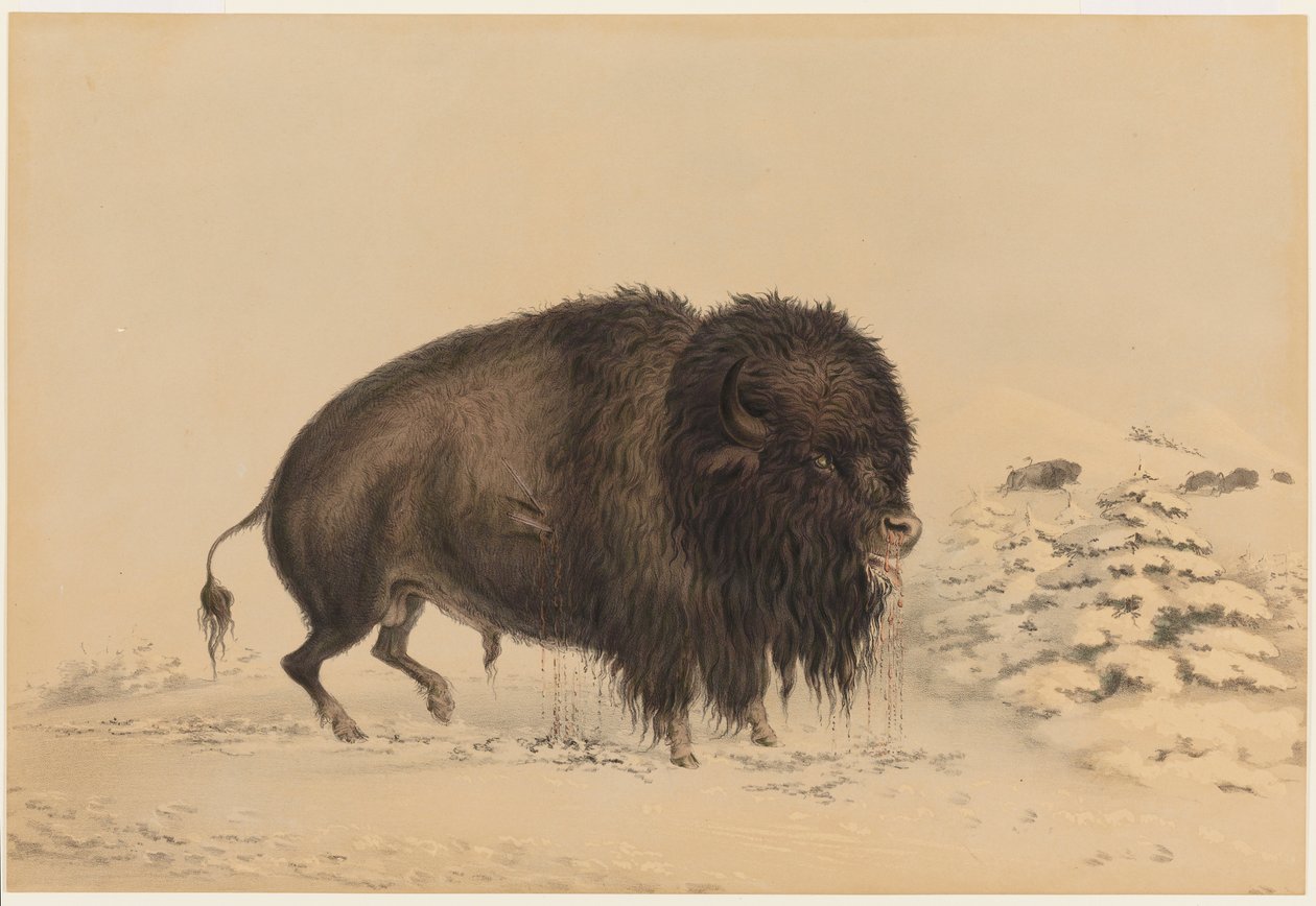 Verwundeter Büffelbulle von George Catlin
