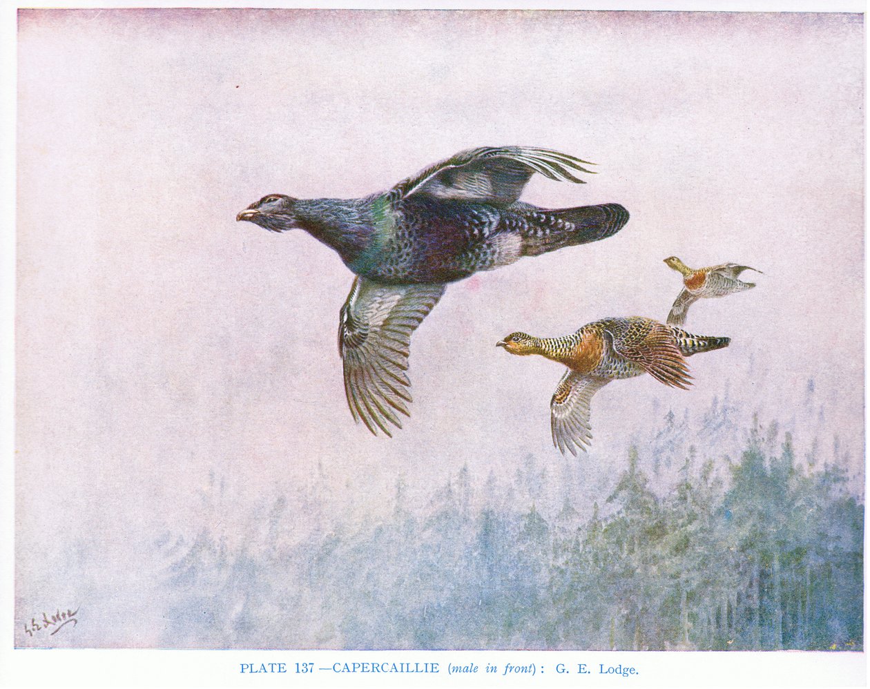 Auerhahn (Männchen vorne), Illustration aus 