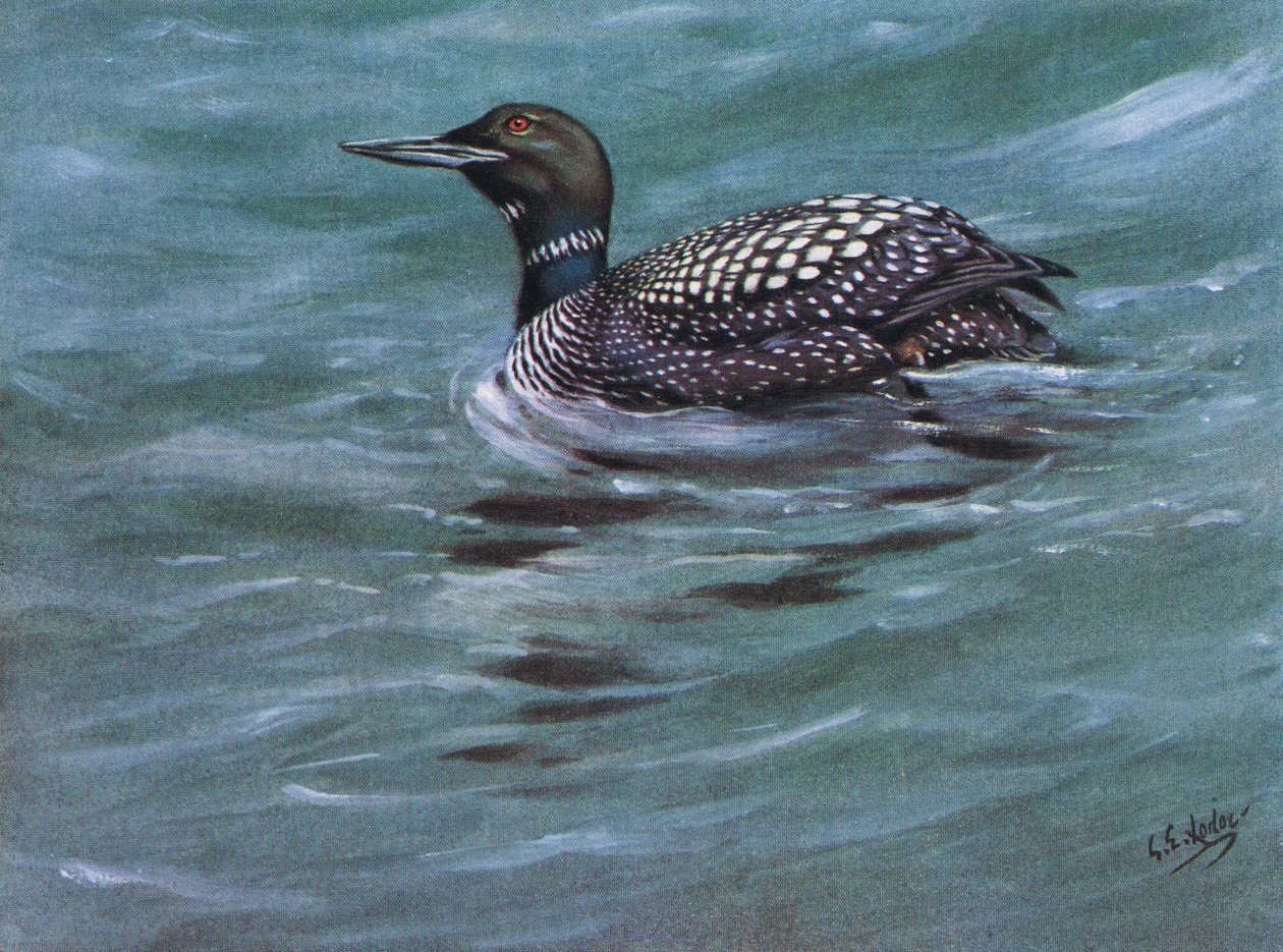 Eistaucher von George Edward Lodge