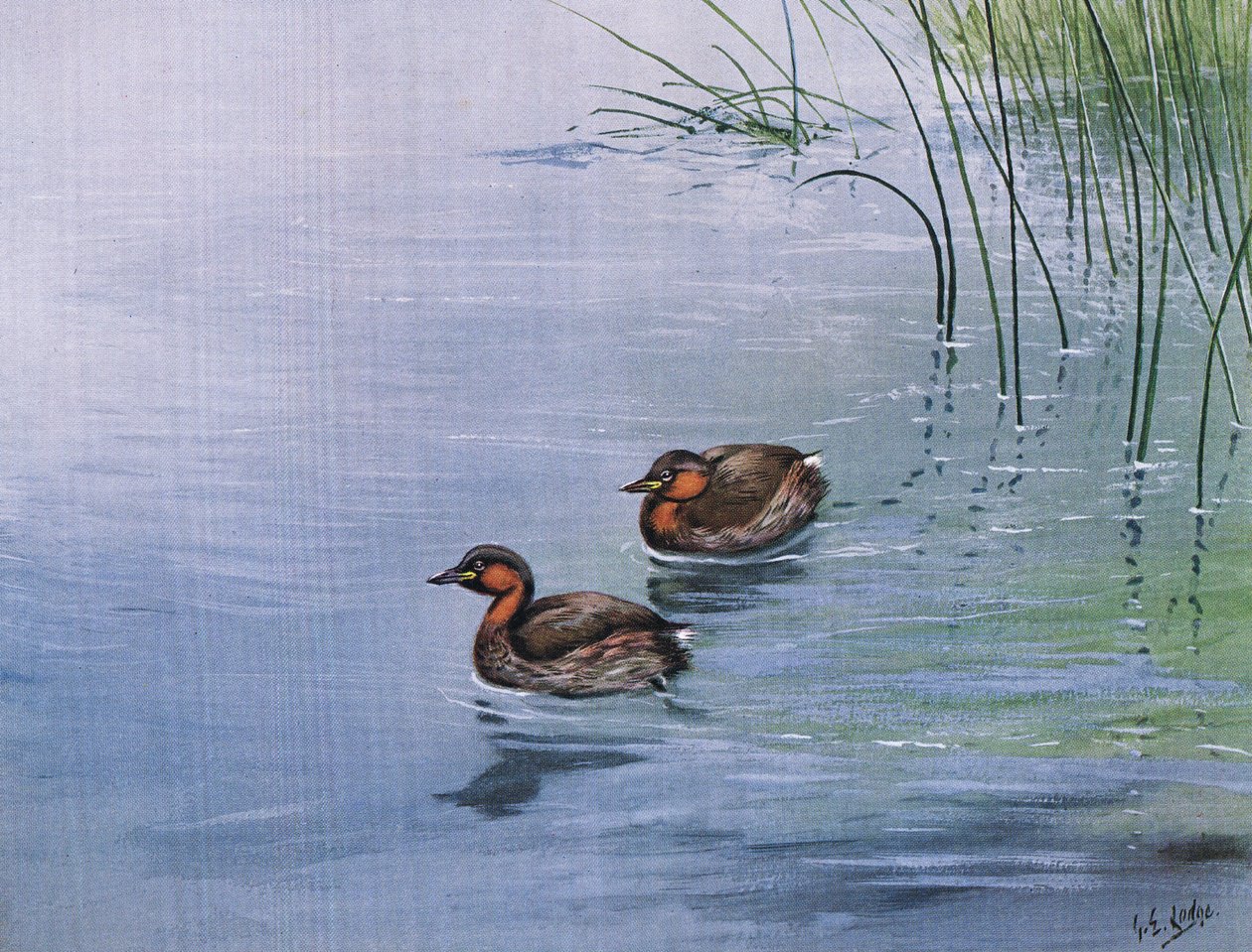 Zwergtaucher (Lithografie) von George Edward Lodge