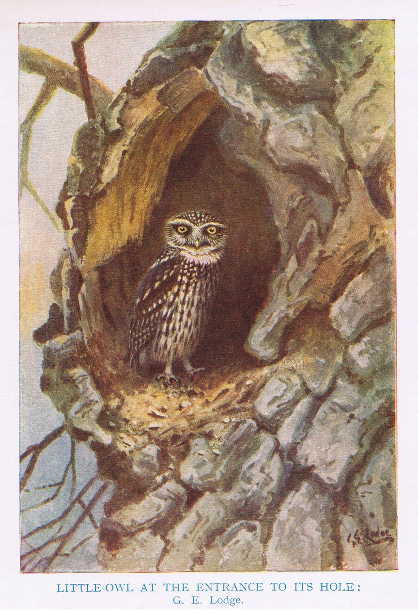 Steinkauz am Nestloch, Illustration aus 