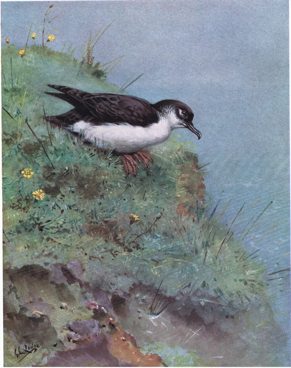 Manx-Sturmtaucher von George Edward Lodge
