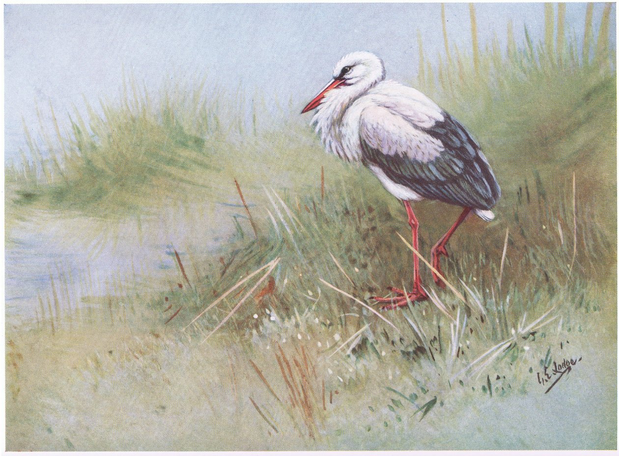 Weißstorch (Lithografie) von George Edward Lodge