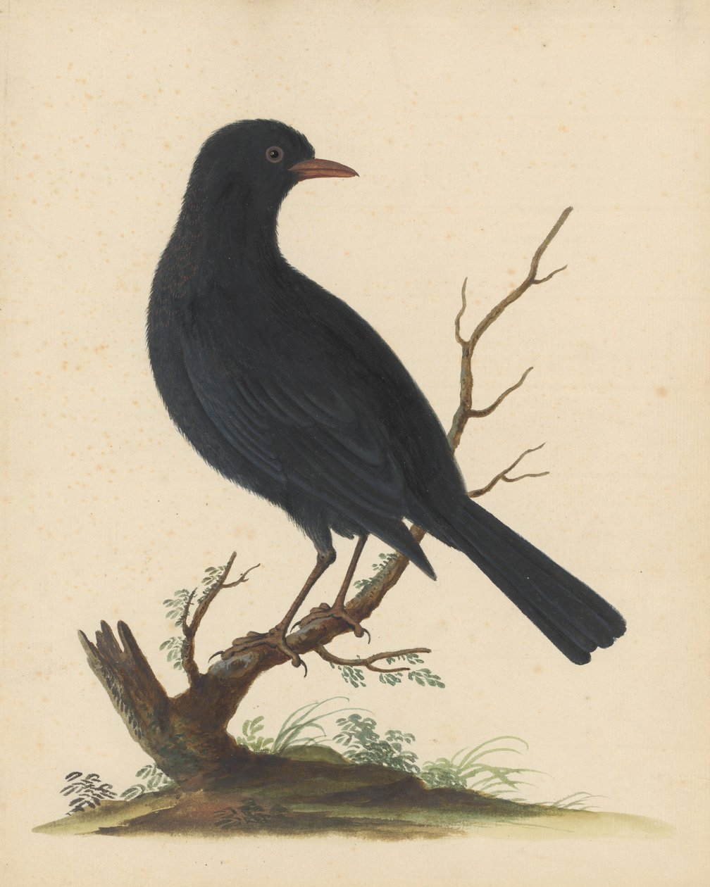 [Schwarzer Vogel] von George Edwards