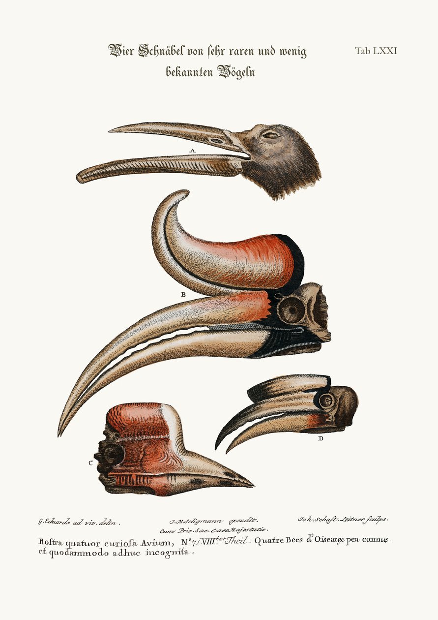 Vier neugierige Schnäbel von wenig bekannten Vögeln, 1749-73 von George Edwards