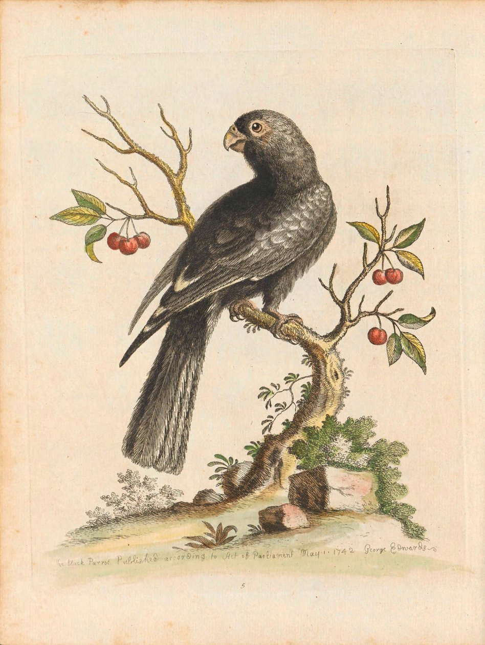 Vögel I Singapur Tafel 5 von George Edwards