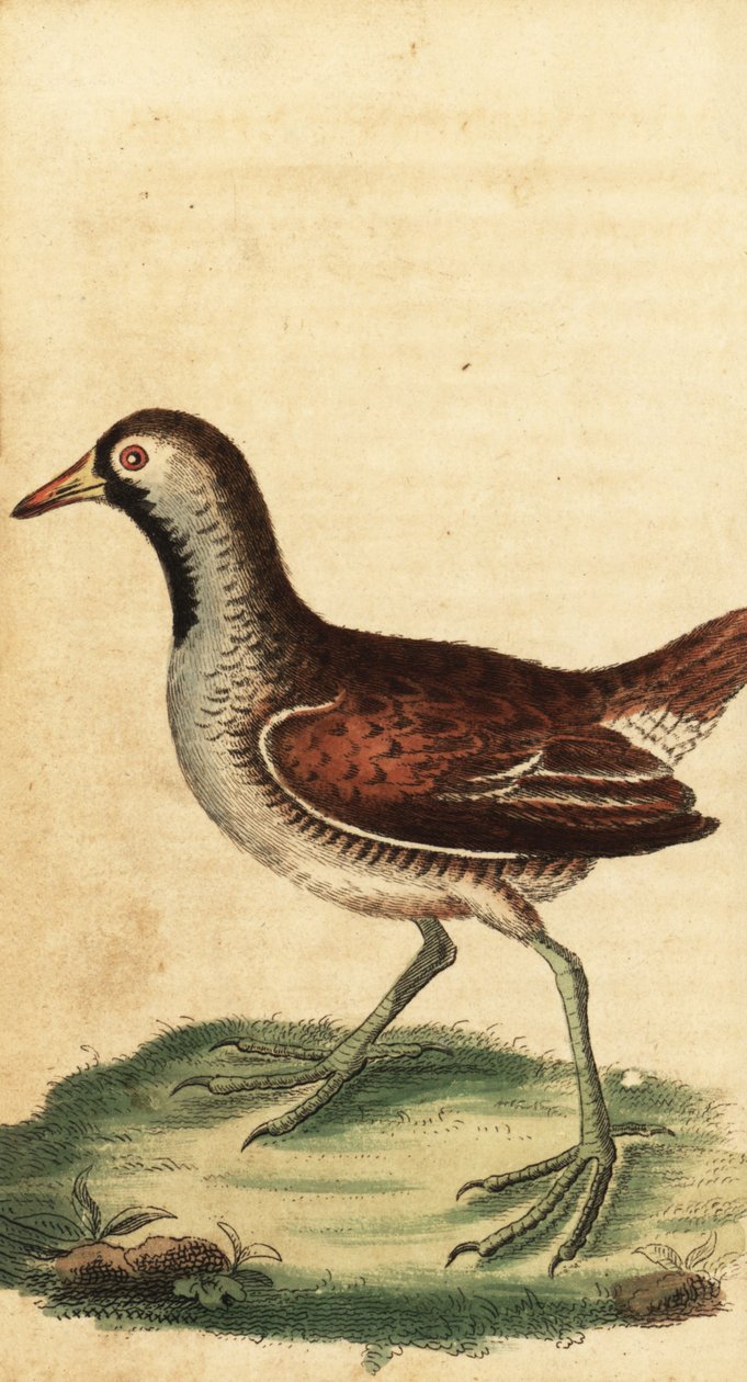 Sora, Porzana carolina von George Edwards