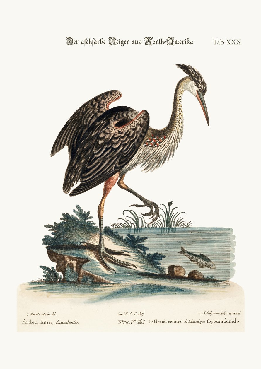 Der aschfarbene Reiher aus Nordamerika, 1749-73 von George Edwards