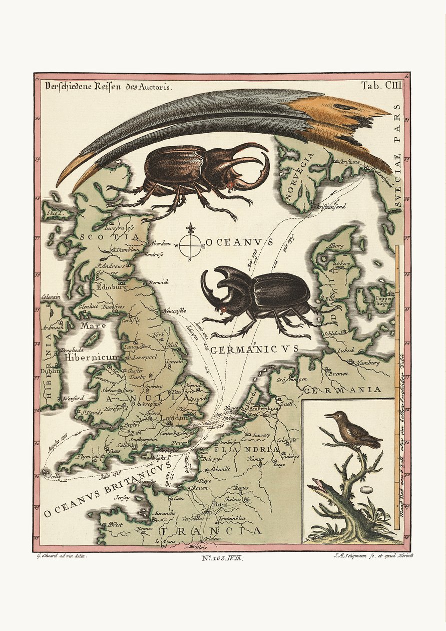 Der Schnabel des ägyptischen Ibis und der kleinste Kolibri, 1749-73 von George Edwards
