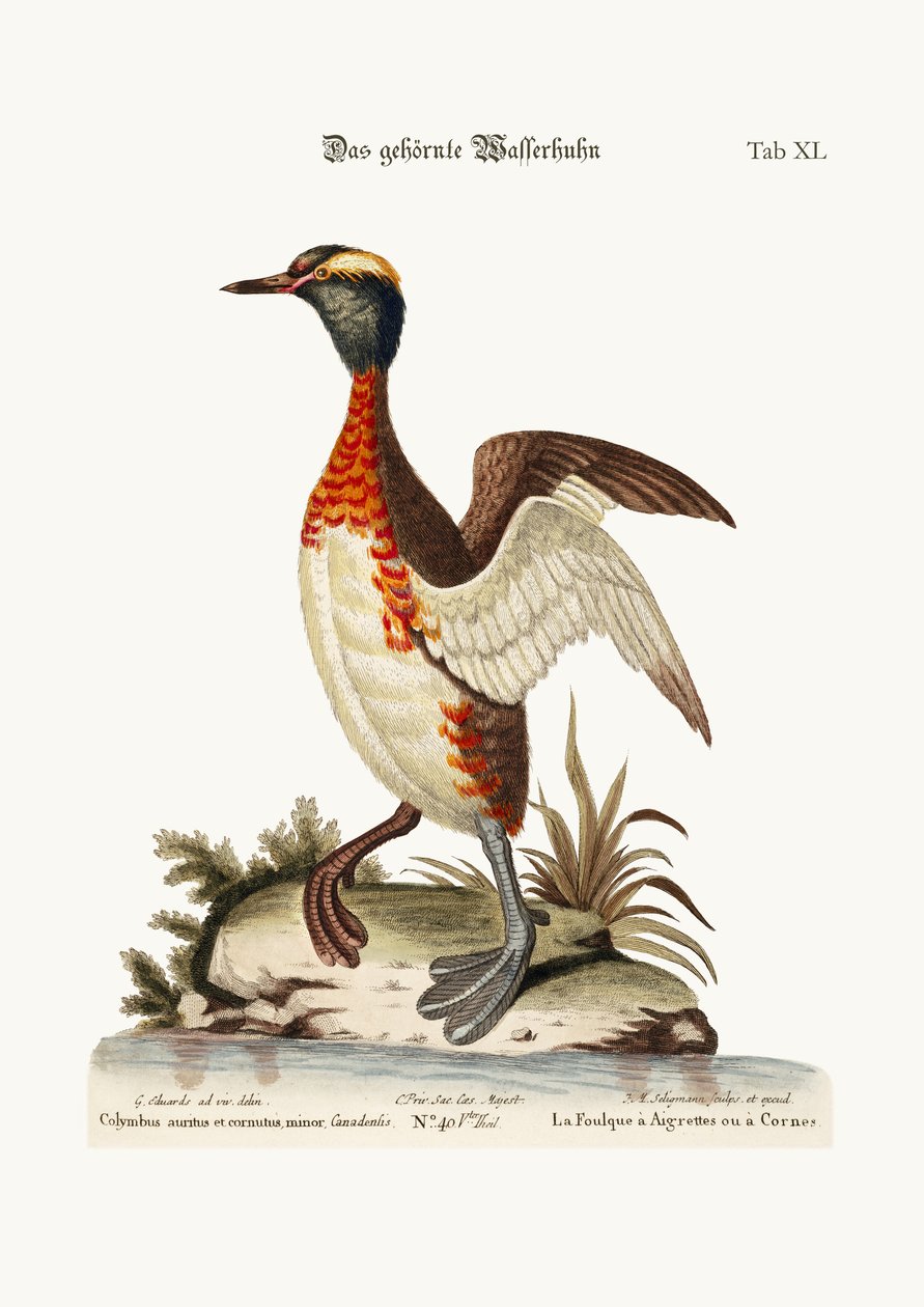 Der Ohr- oder Horn-Dobchick, 1749-73 von George Edwards